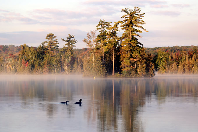 Two Loons by Judy McIntyre